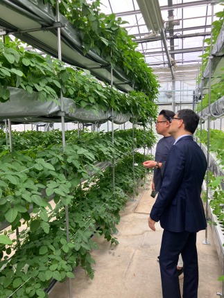 植物工場内における栽培状況